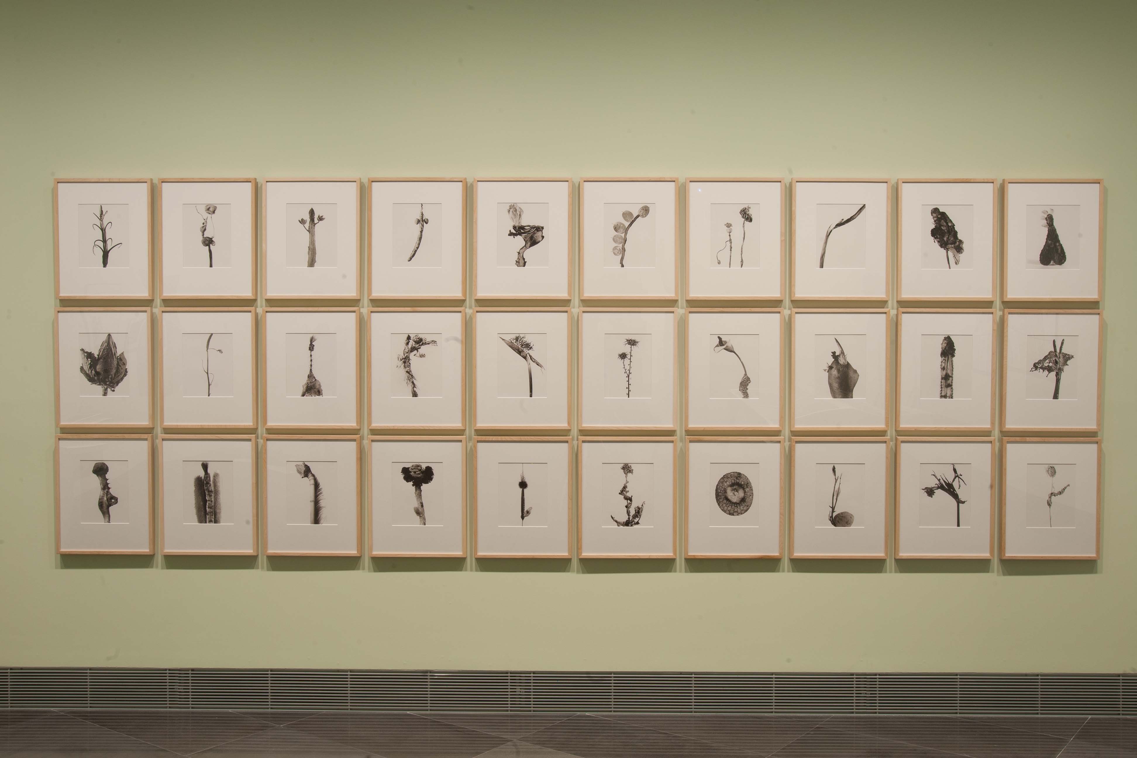 Joan Fontcuberta. Camouflages